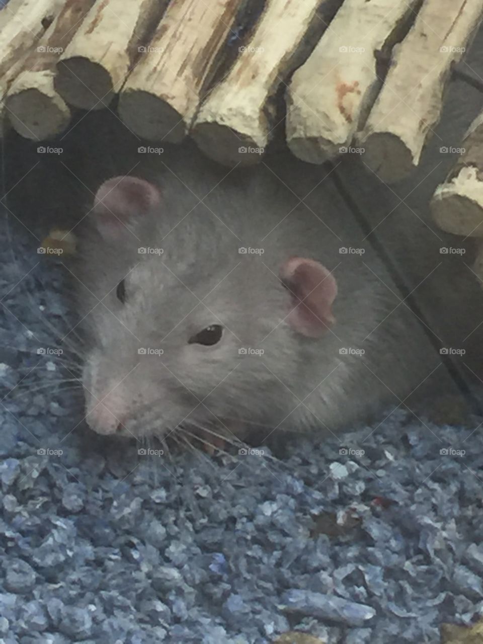 Mouse rat 