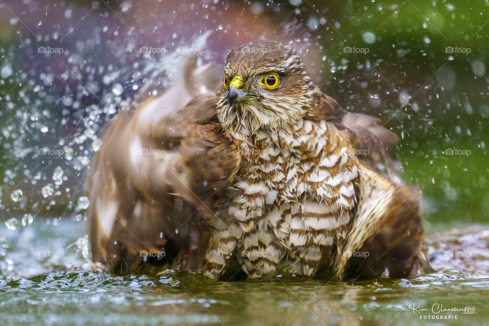 Sparrowhawk bathing