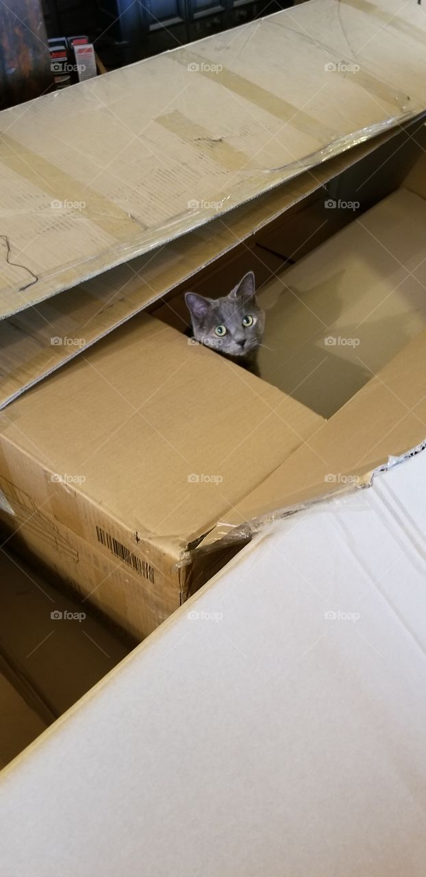 small cat in a big box