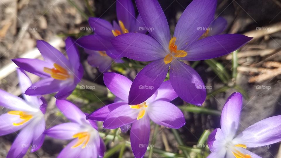 Crocus