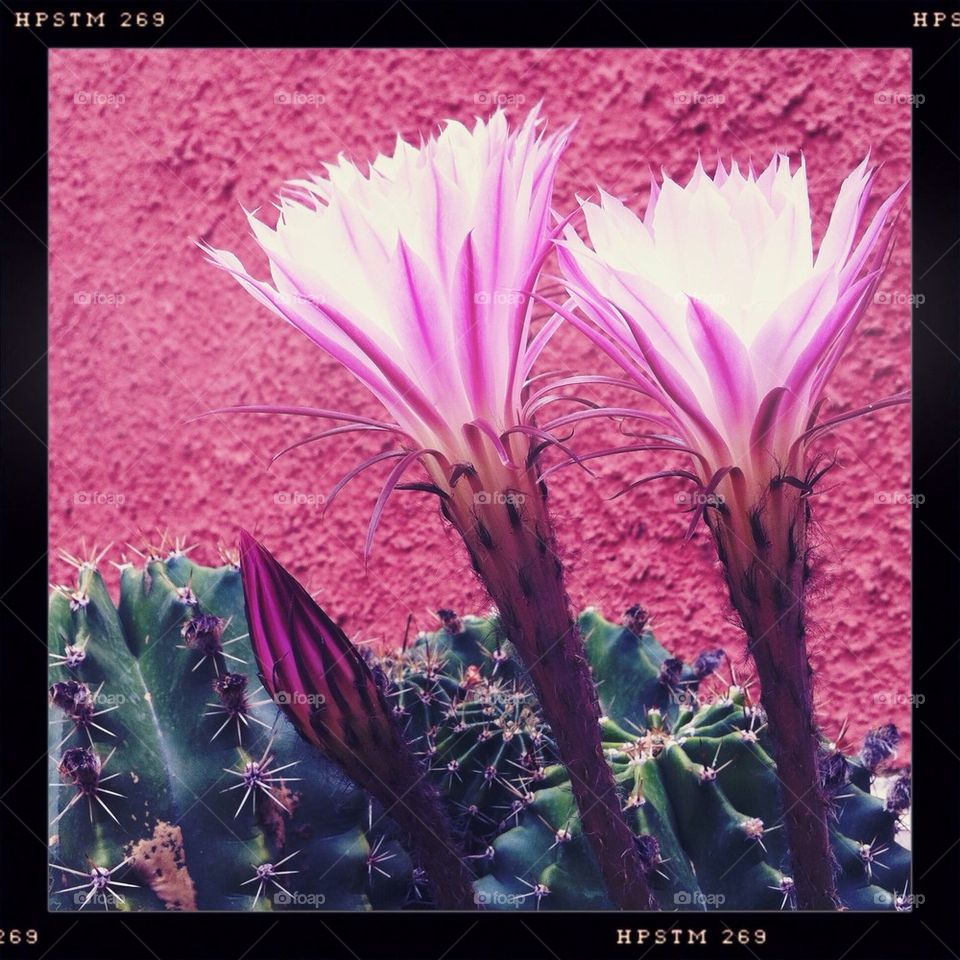 Cactus flower