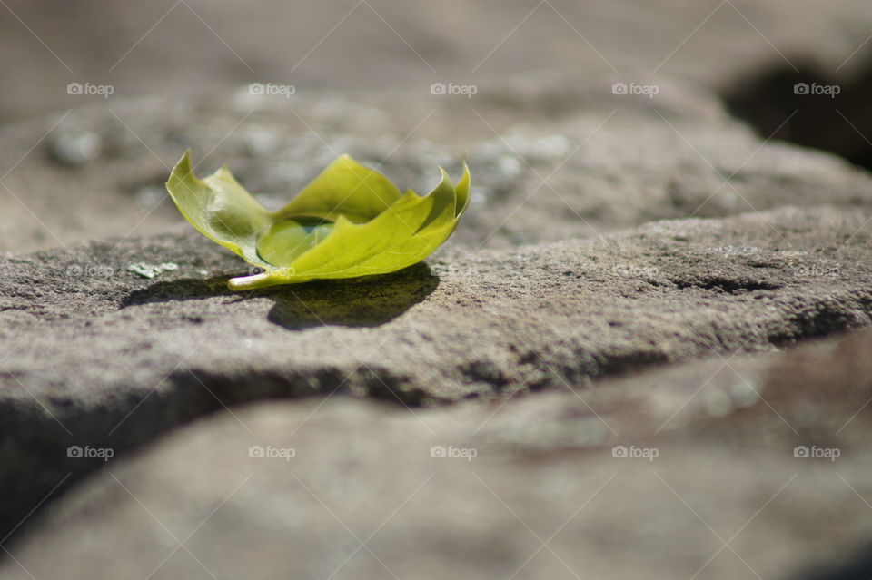 Water in a leaf