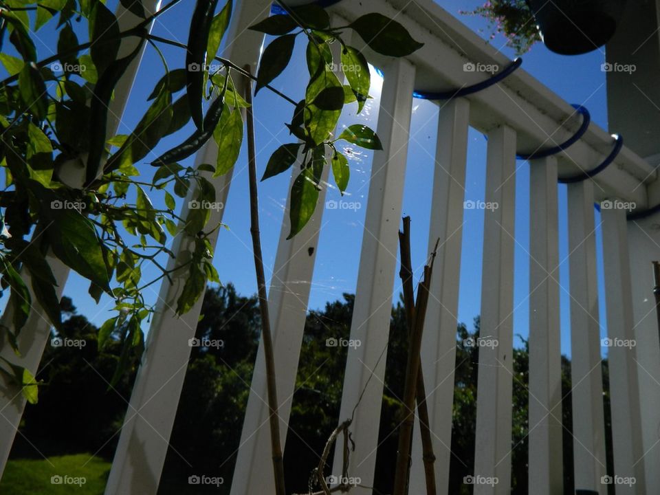 Spider web and sunshine 