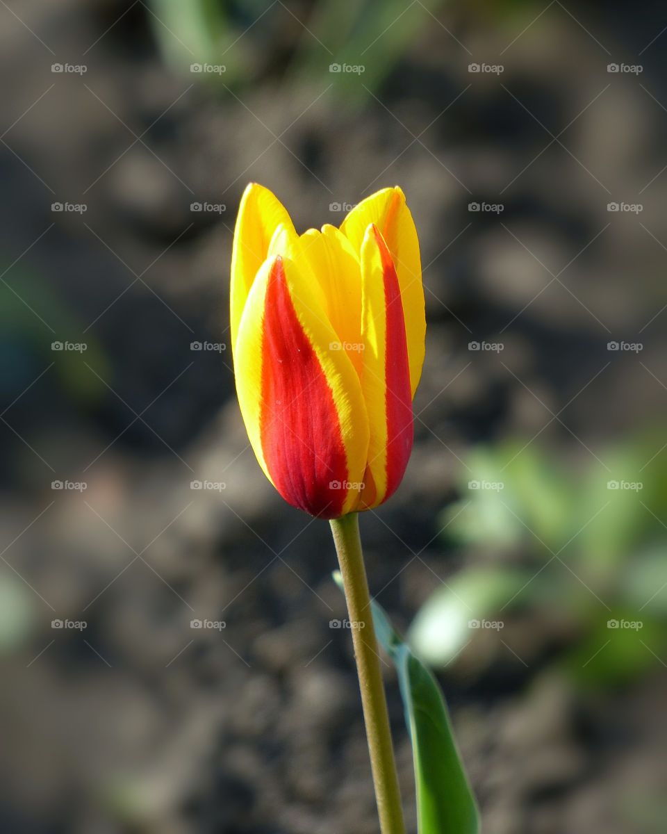 Yellow-red tulip