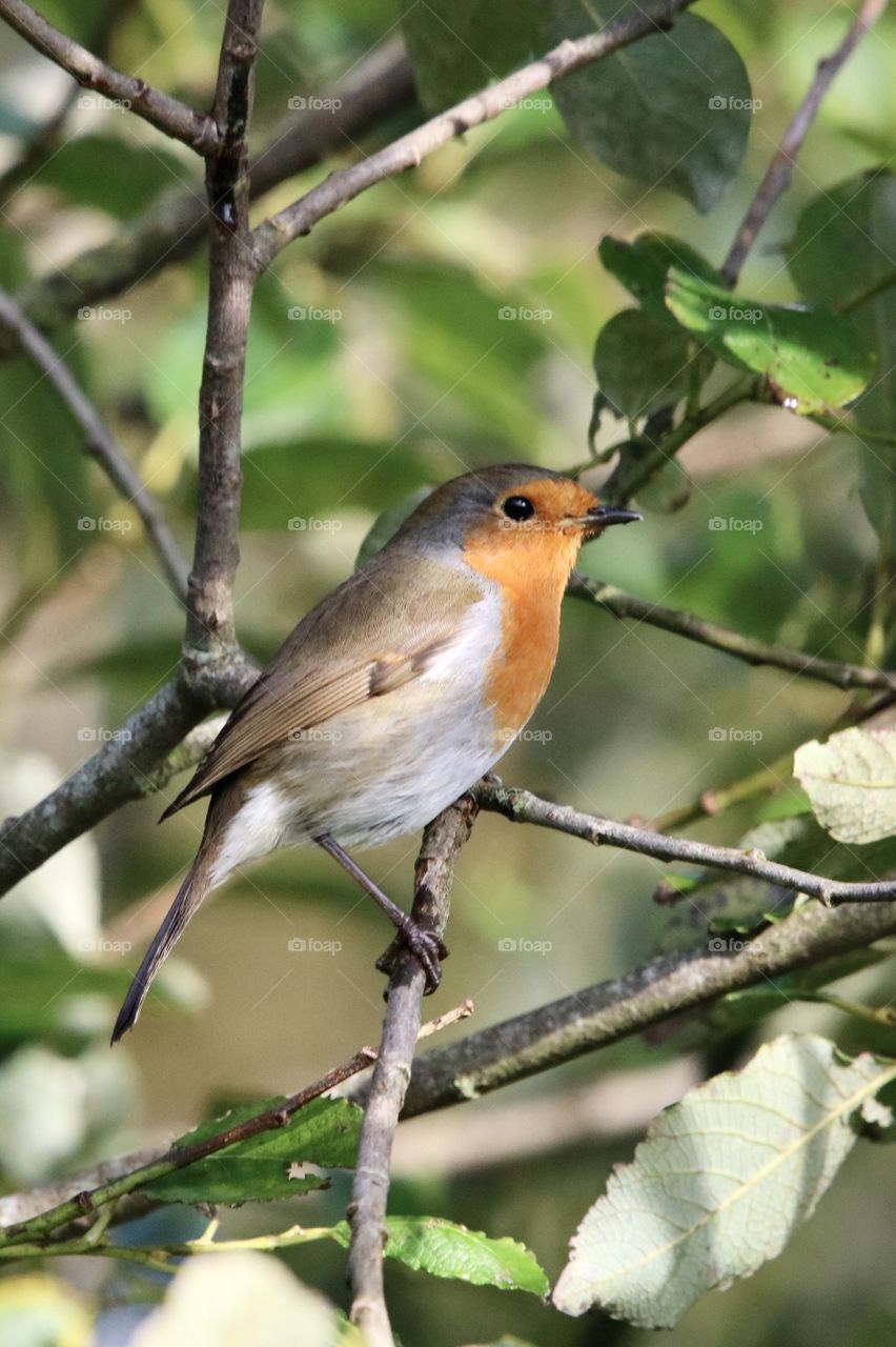 Robin