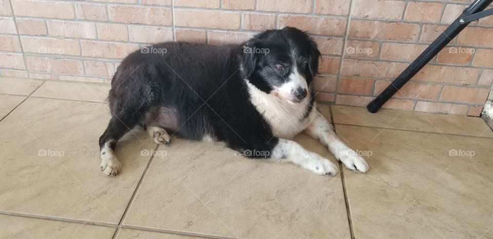 O  cão observador.