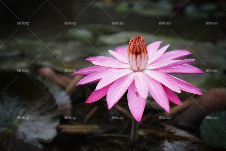 Red Lotus Flower