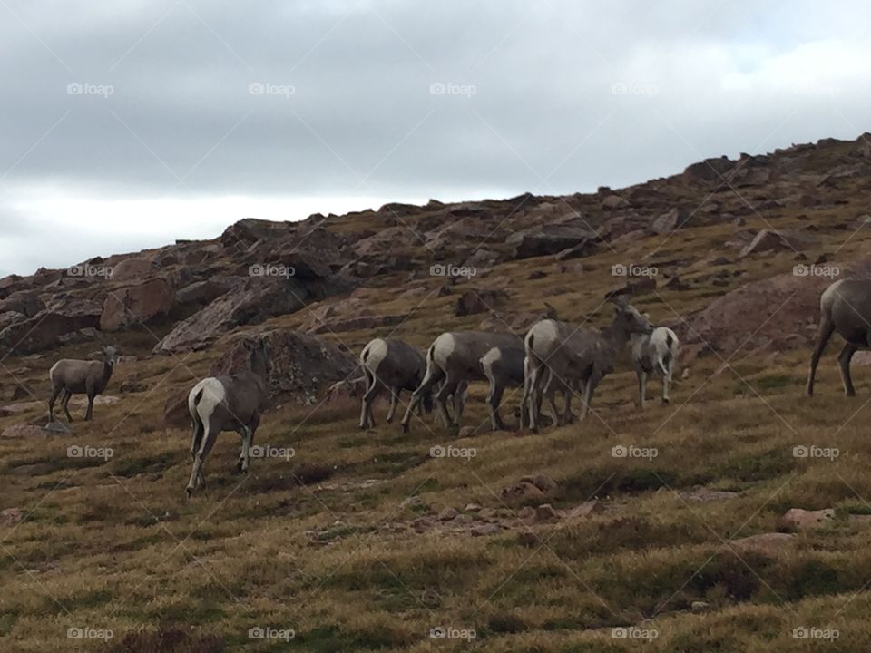 Mountain sheep on pikes peak