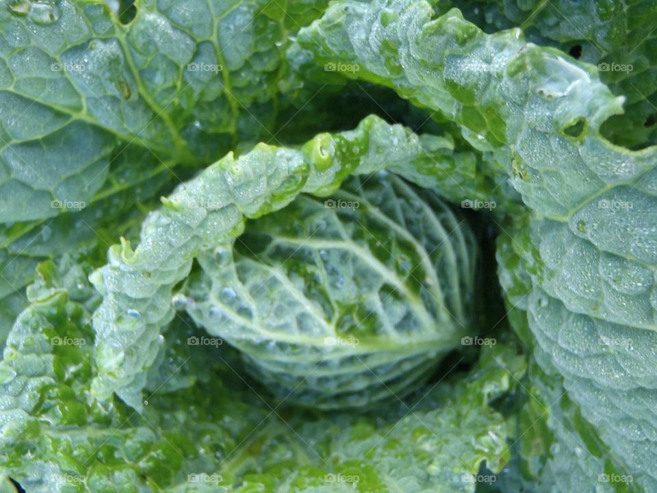 Green green greenery 