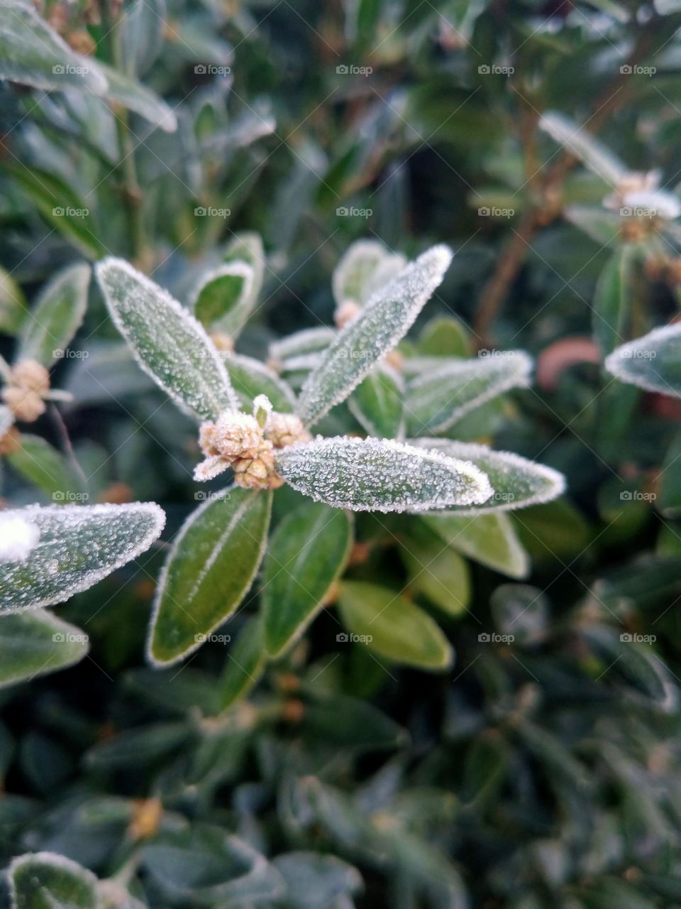 A bush and a light frost on it ❄️📷