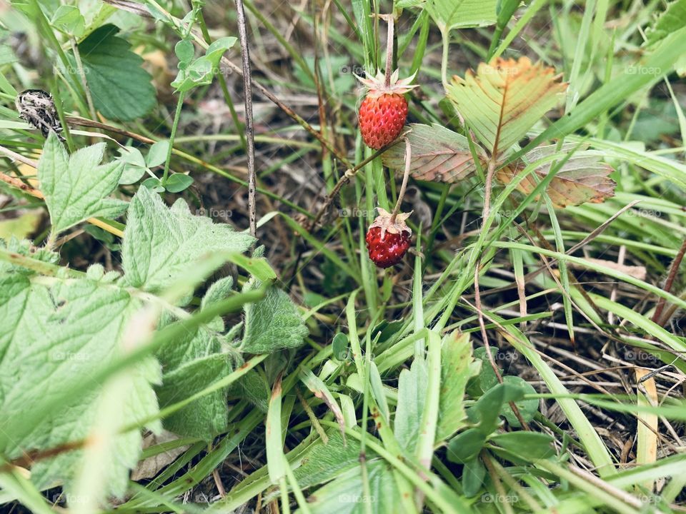Wild Strawberry’s in the forest 