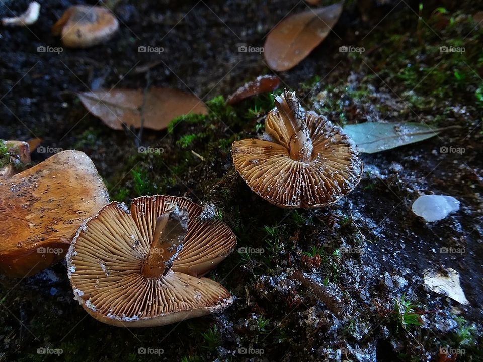 tiny mushrooms toppled over into the mud after the rain