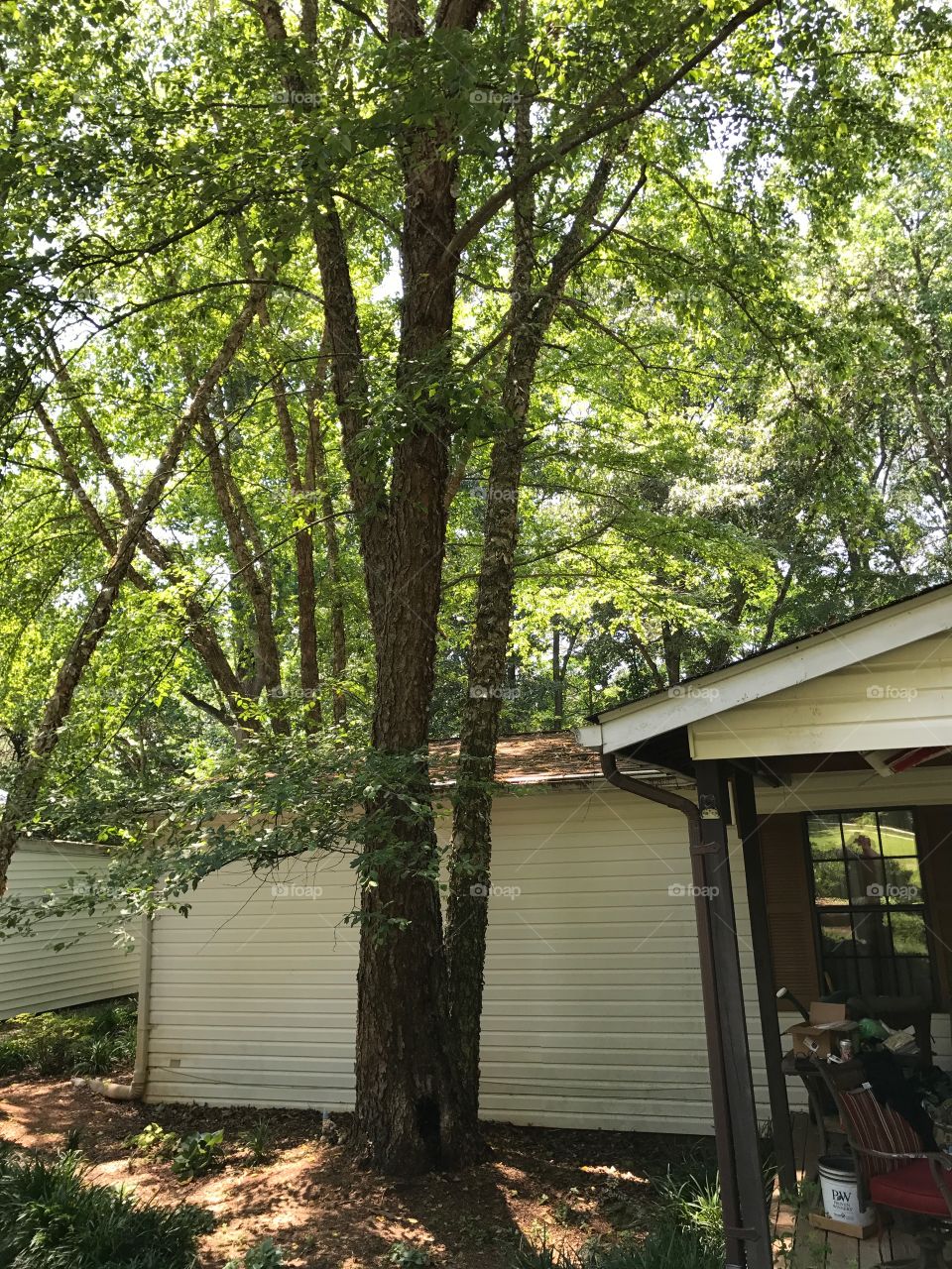 Woods surrounding my grandmother's home.