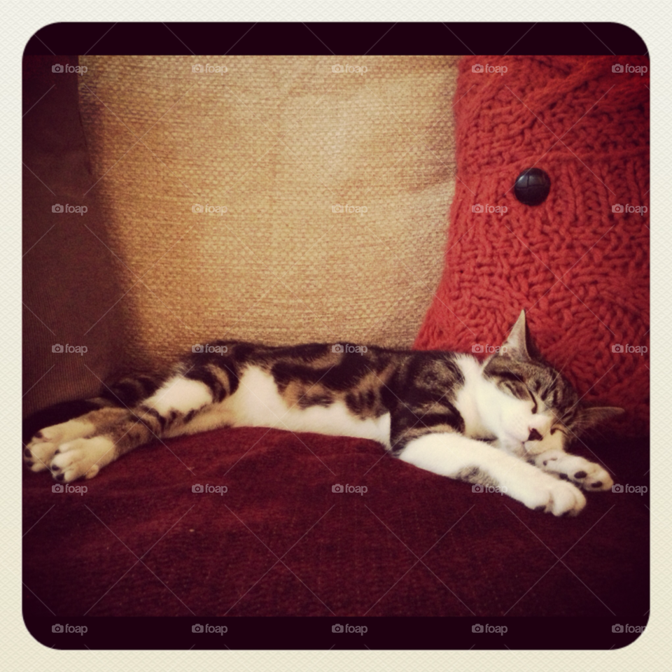 sofa liverpool bengal kitten cardigan cushion by woods88