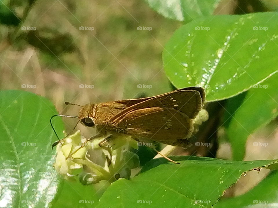 butterfly 2018-01-15 040 
#আমার_চোখে #আমার_গ্রাম #nature #butterfly #animalia #arthropoda #insecta #lepidoptera