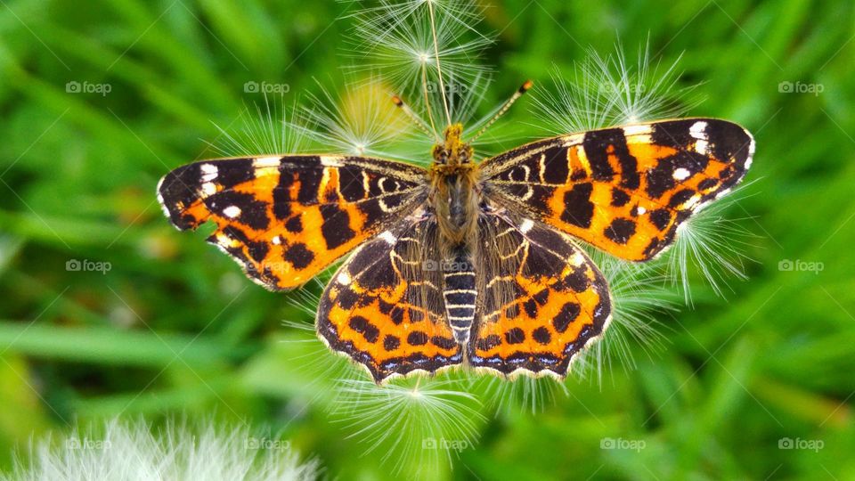 orange butterfly on a fluffy dandelion in the grass field