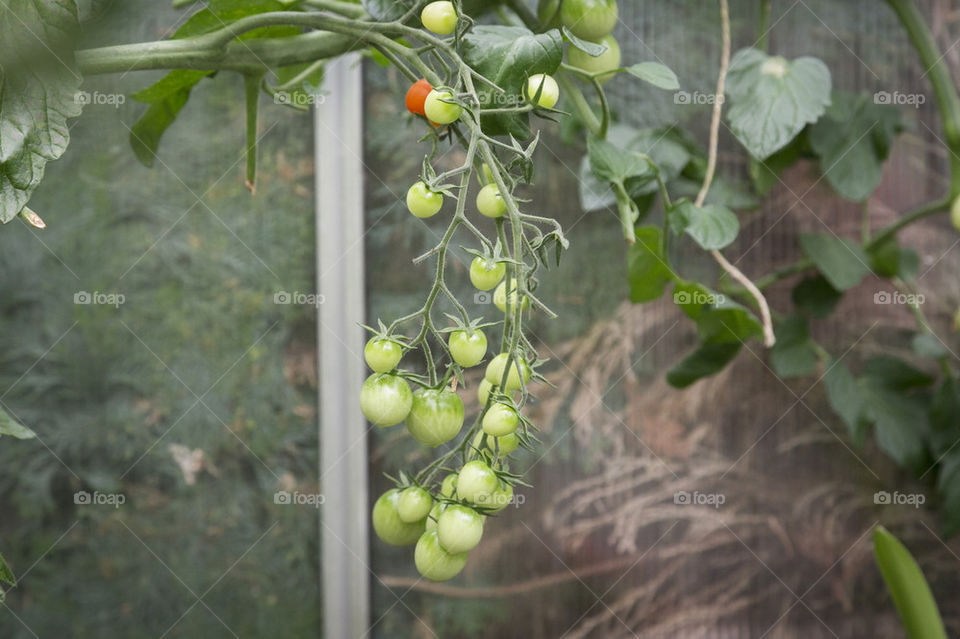 Tomatoes in greenhouse