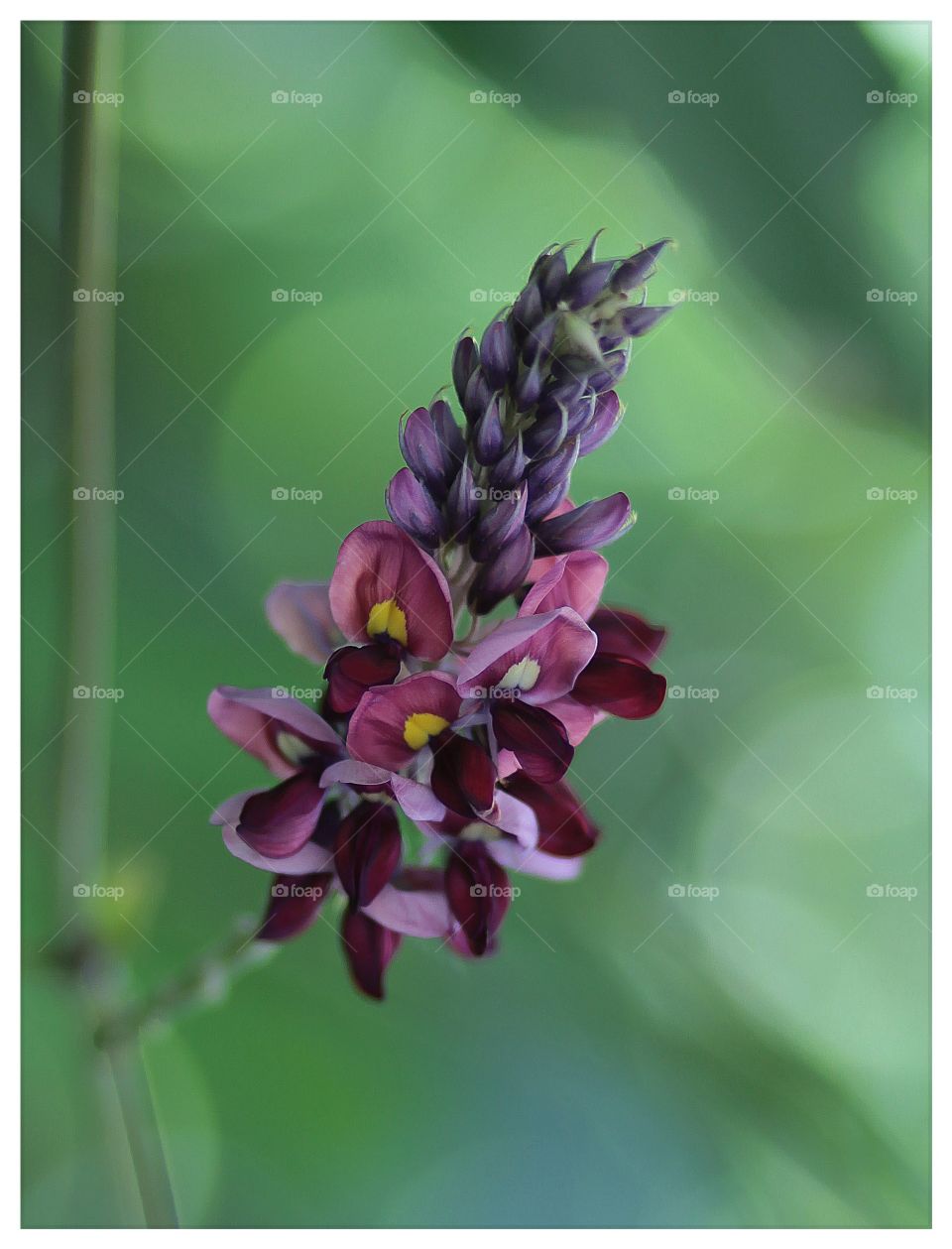 Zudzu Flower. Appalachian Mountains