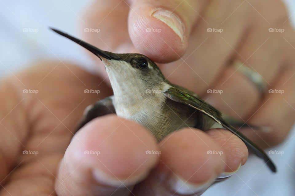 hummingbird fly away