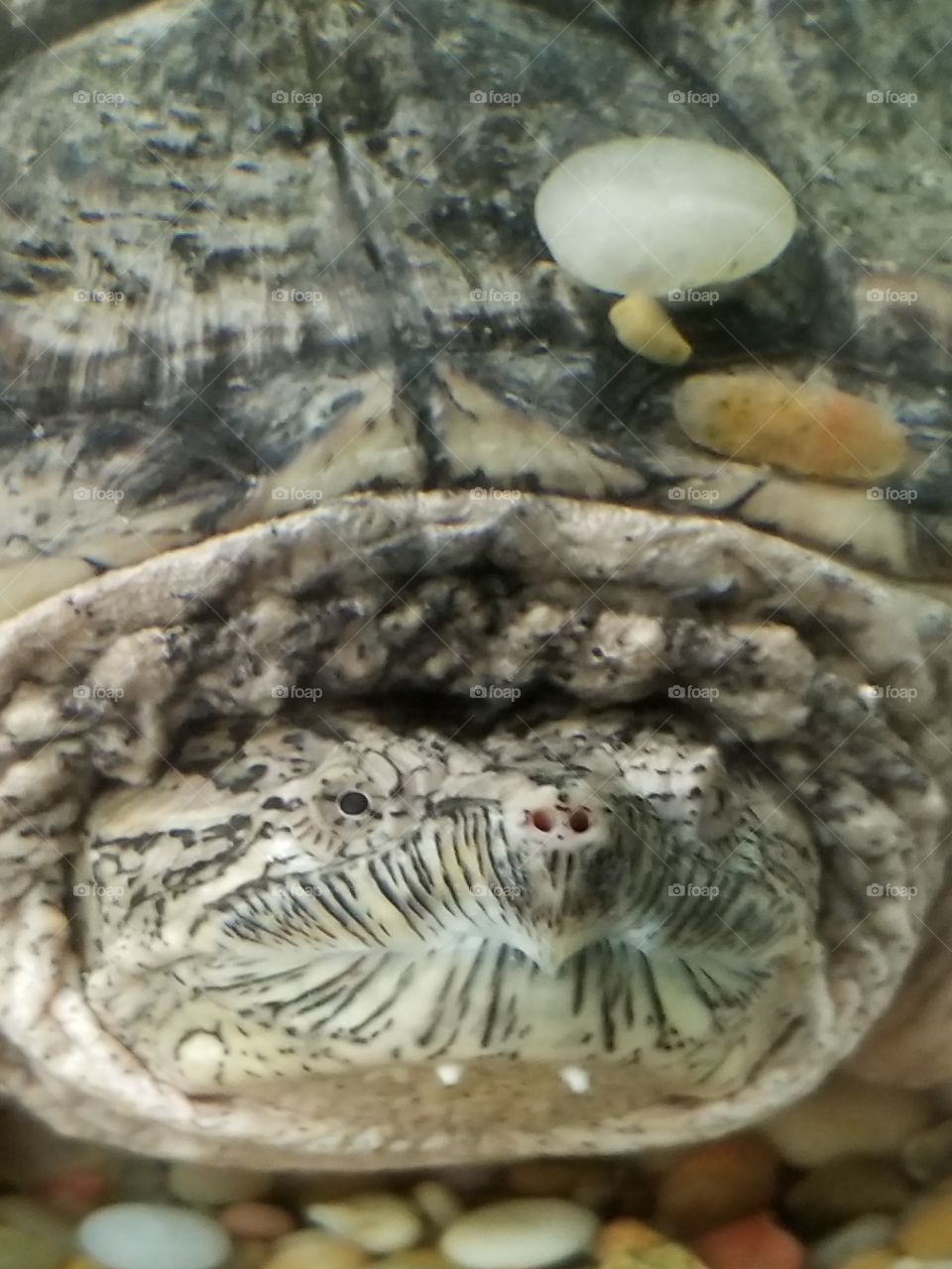 Turtle love!