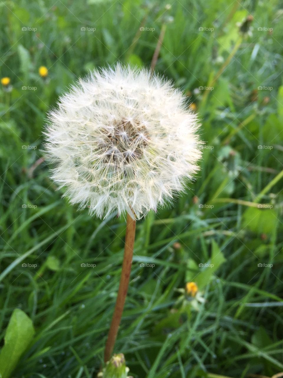 Dandelion clock  in grass
