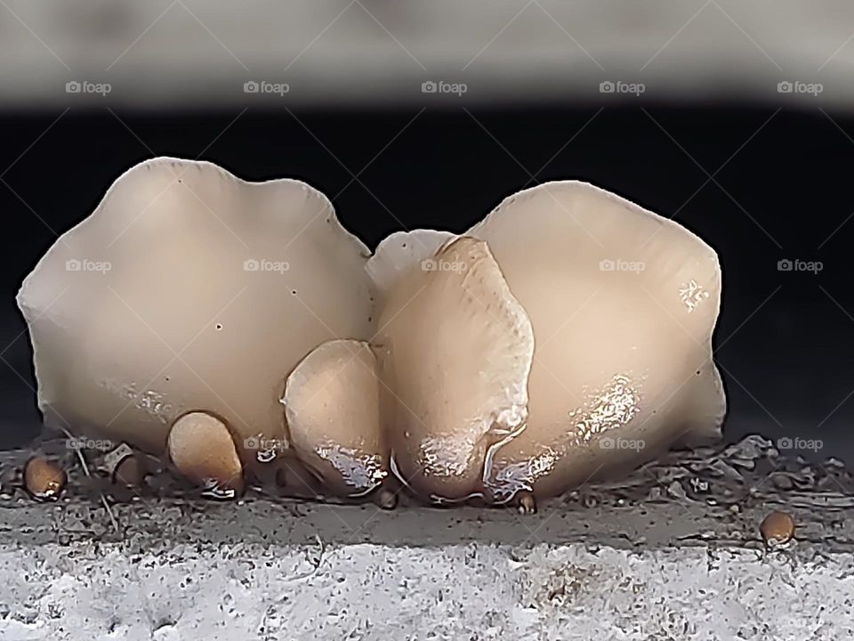 Family of fungus growing on the concrete staircase
