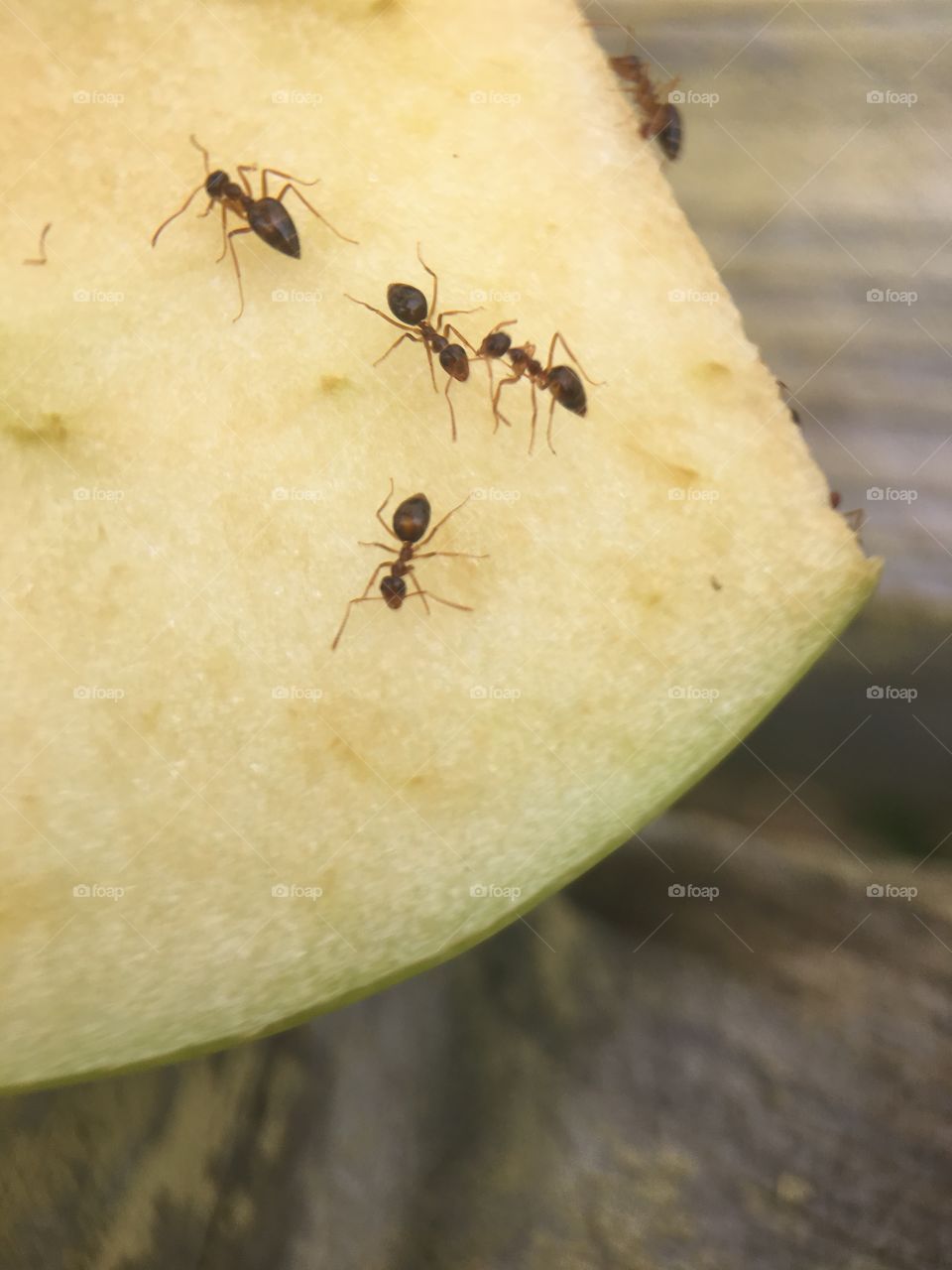 Ants working on an apple 🐜 