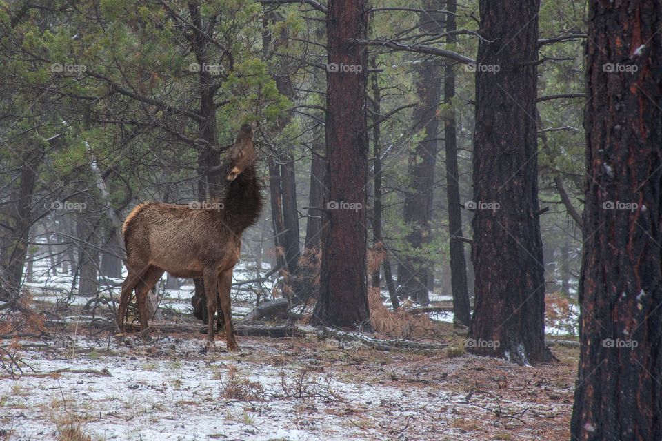 During the winter an young moose is tasting some leaves 