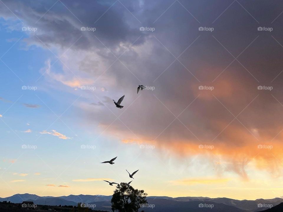 Birds of a feather 🕊