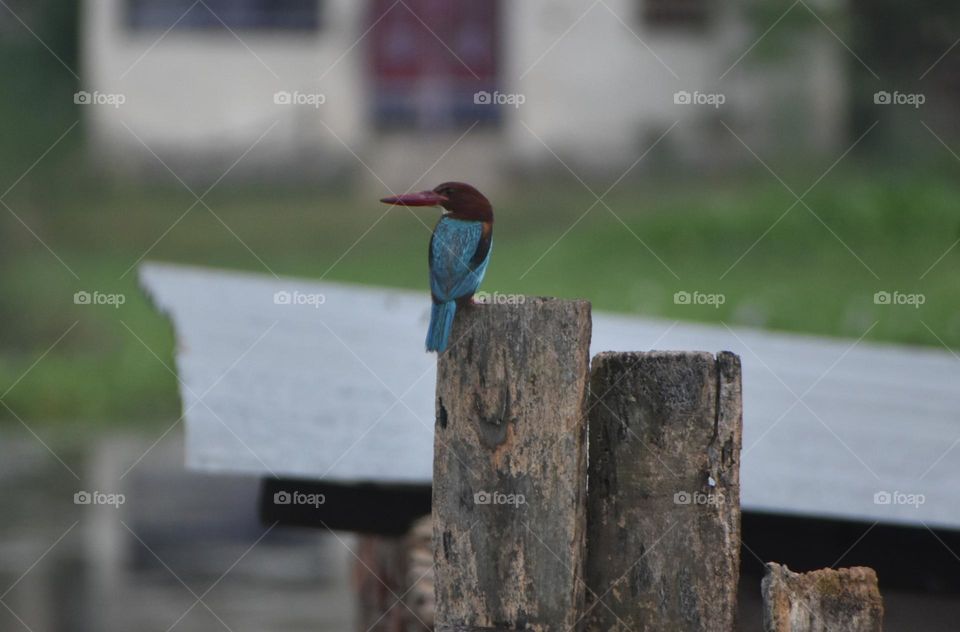 kingfisher bird