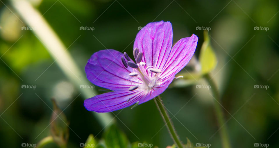 Purple flower in the forest under the shade of the trees