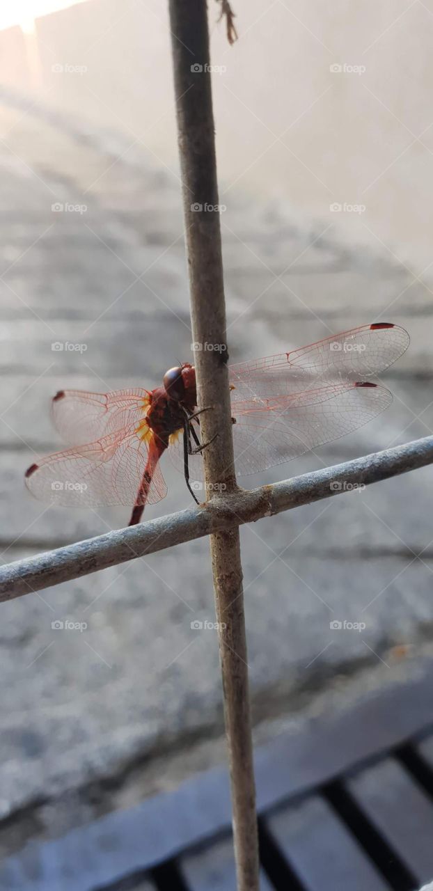 Dragon-fly in action