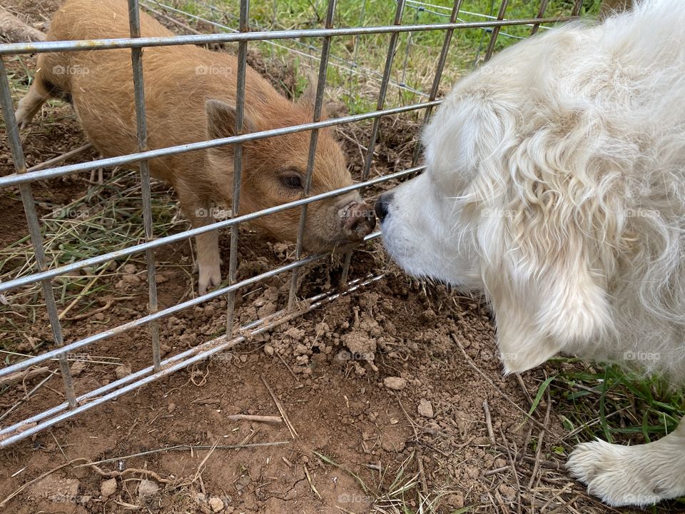 Golden retriever dog and pig kisses