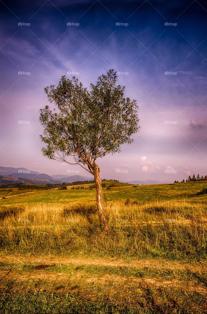 Alone tree in the carpathians
