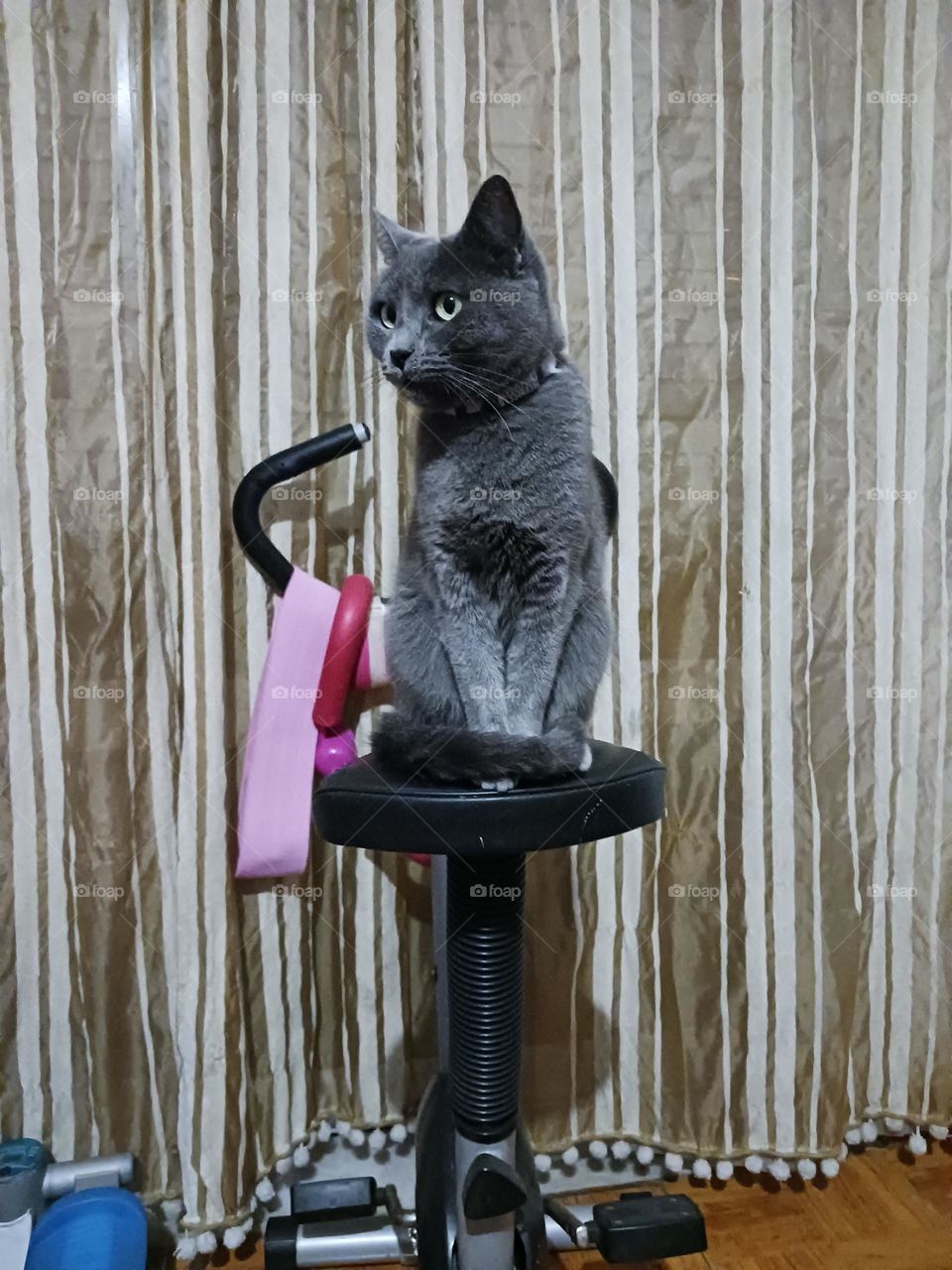 "When the gym becomes the cat's watchtower!"