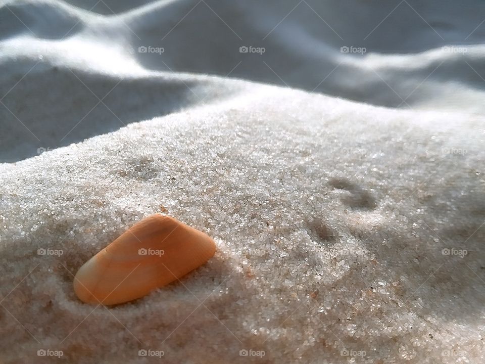 a beautifully smooth orange seashell laying gently on top of a small sand pile on the seashore