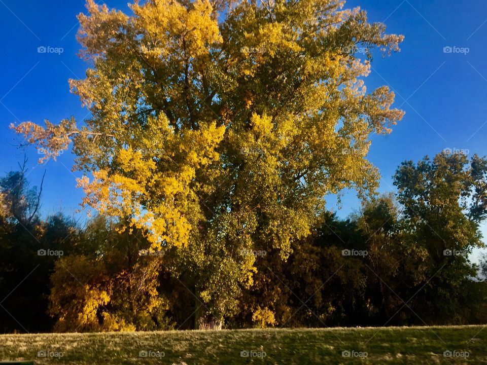 Fall tree 
