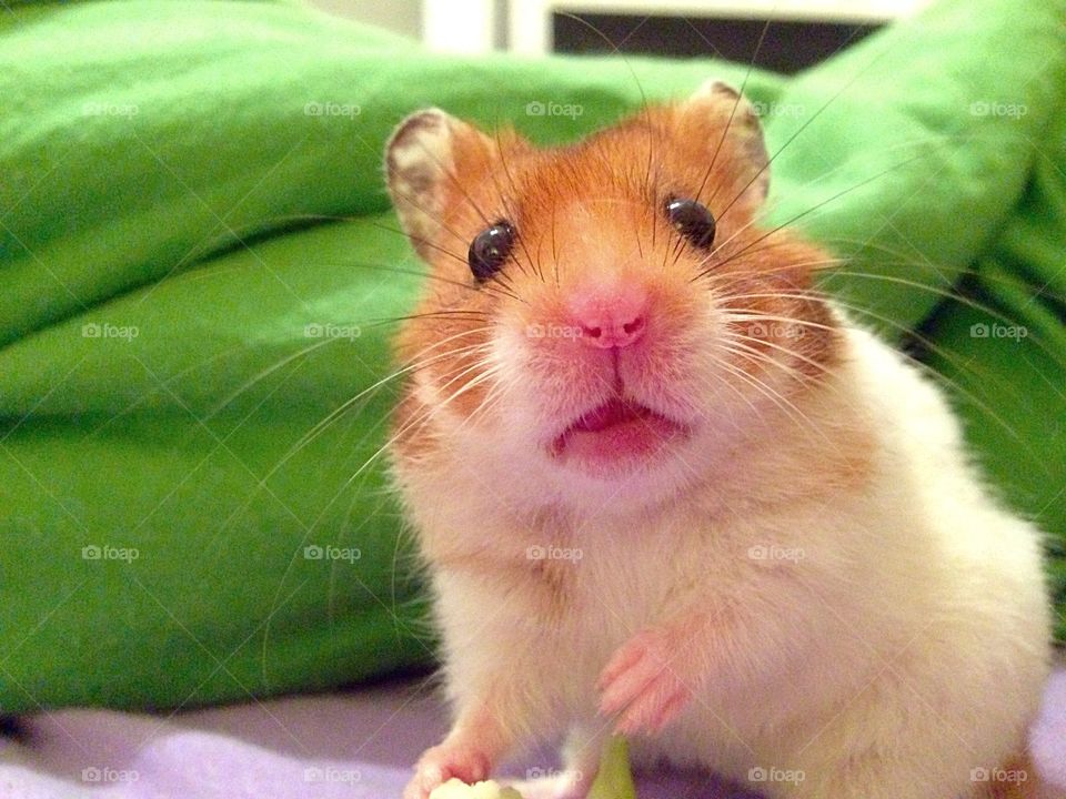 Surprised hamster 