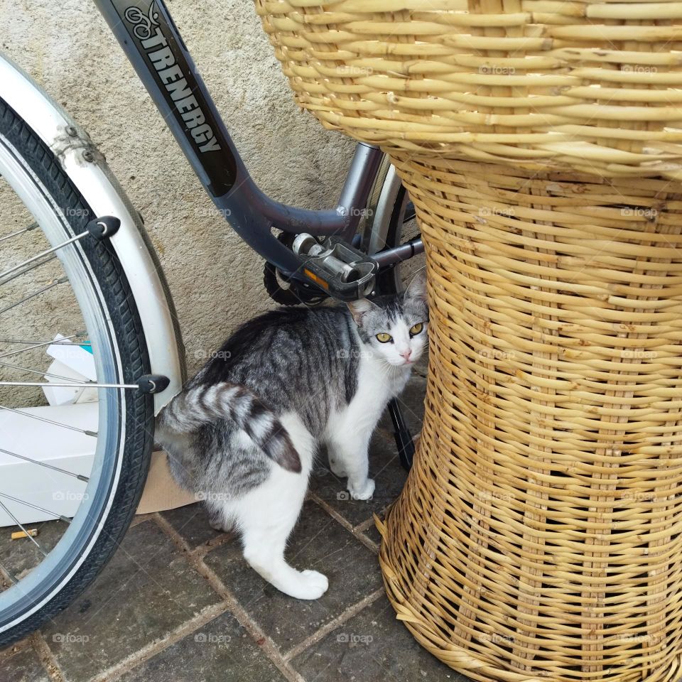 Beautiful grey cat looking at camera