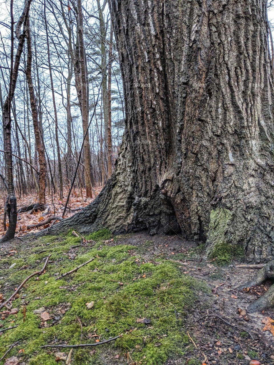 Moss makes me happy!