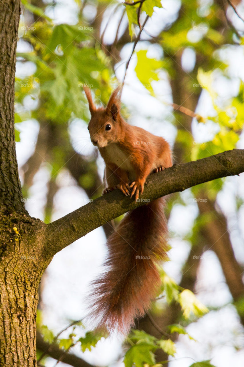 Squirrel on the tree branch