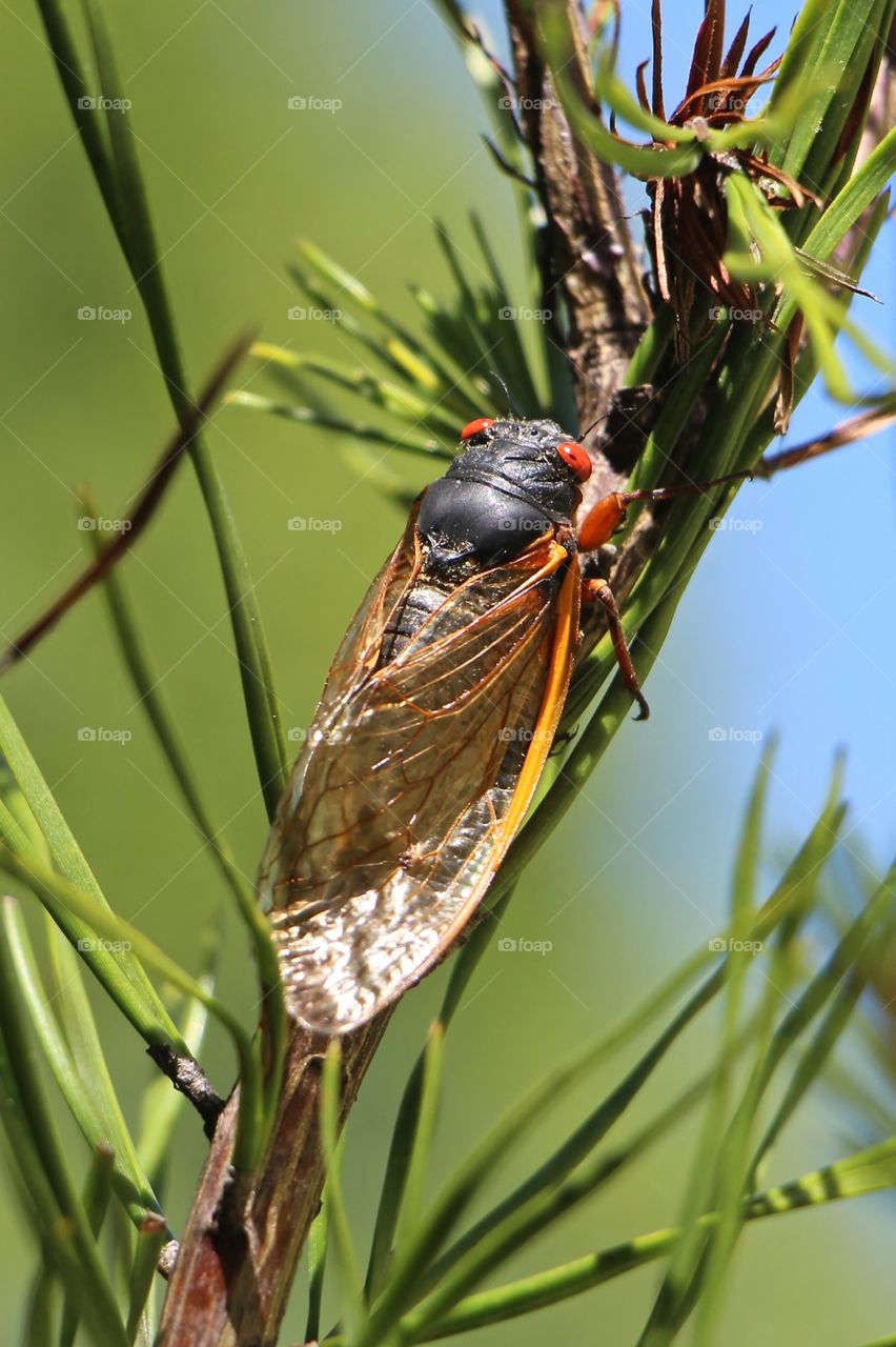 Periodical cicada in North Carolina 
