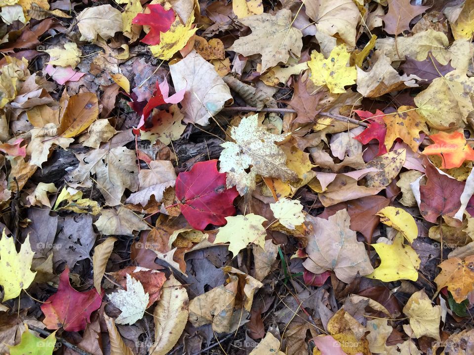 Fall leaves like a blanket on the ground