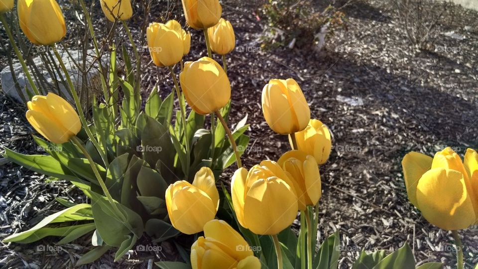 Flowers by the bunch