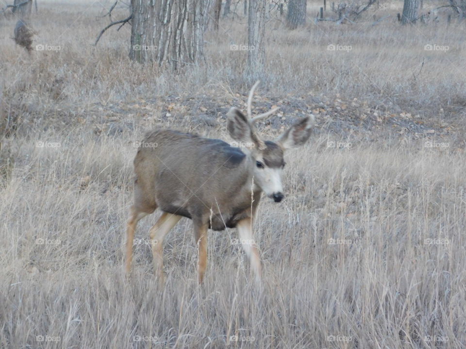 One antler