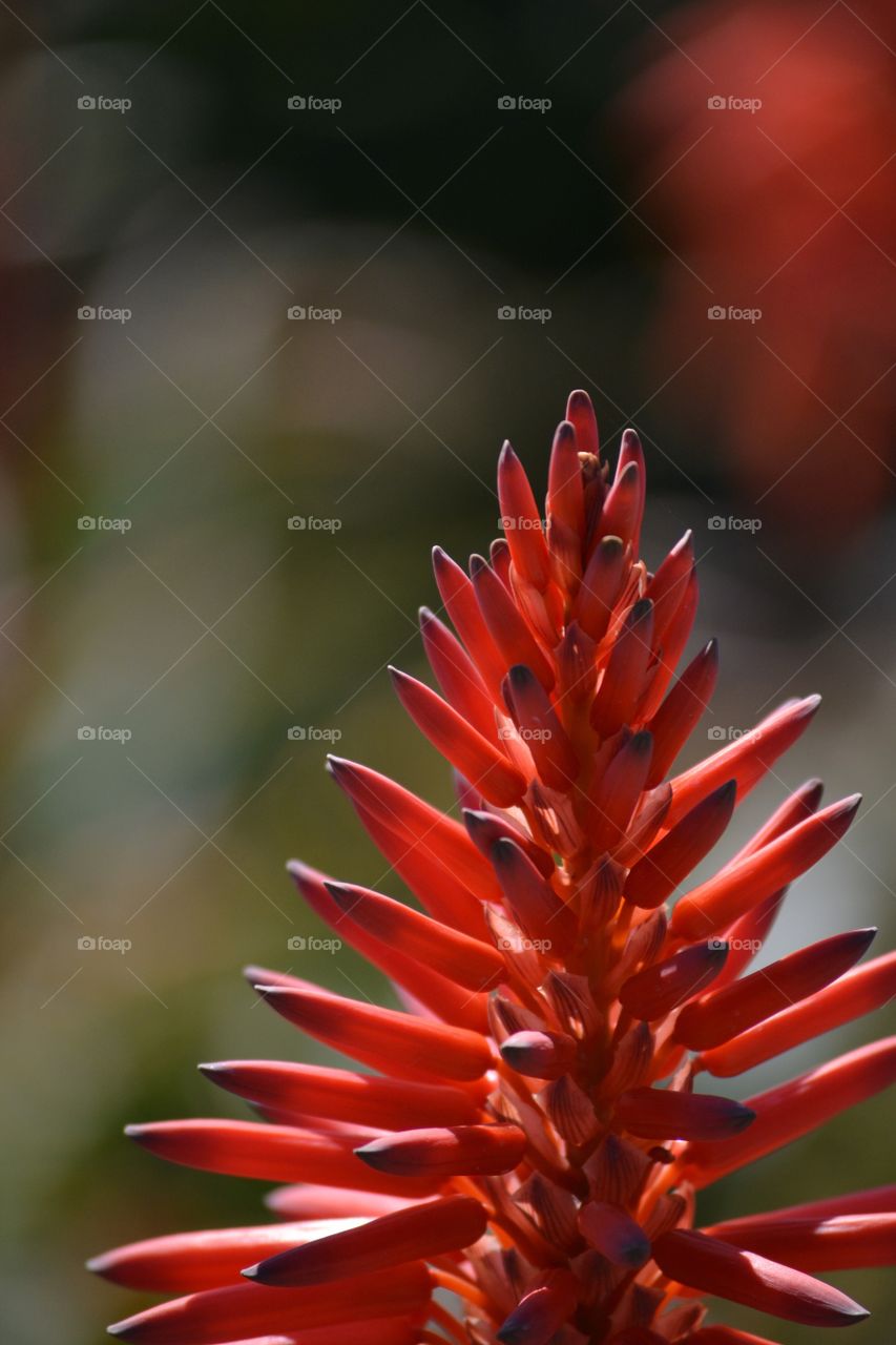 Close-up of red aloe flower
