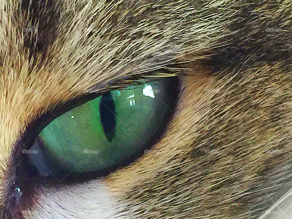 Vibrant green cat eye, close up