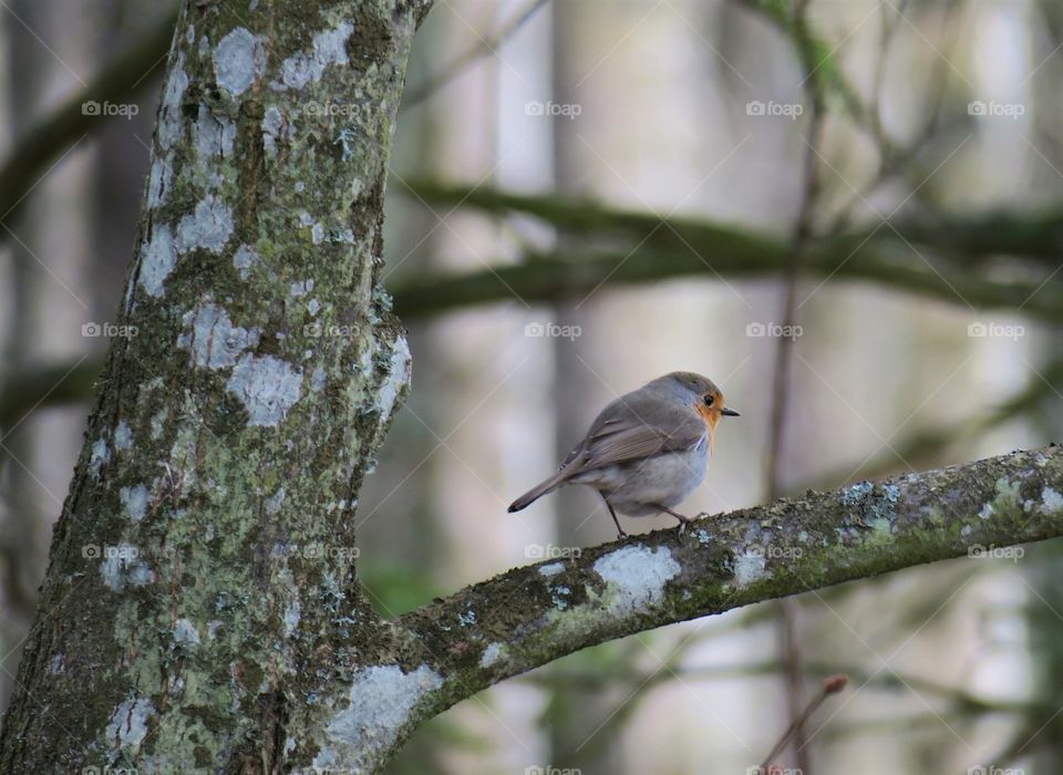 Robins