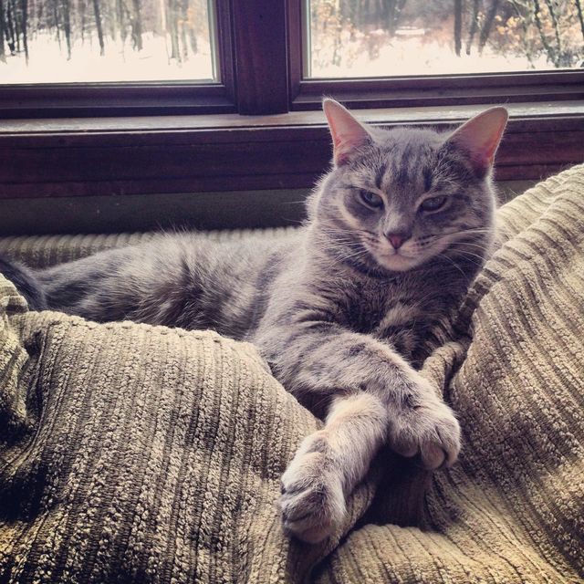 Cattitude