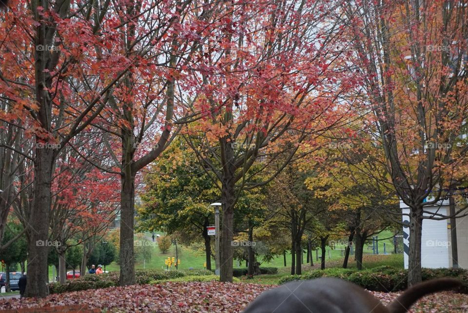 Autumn#colors#leaves